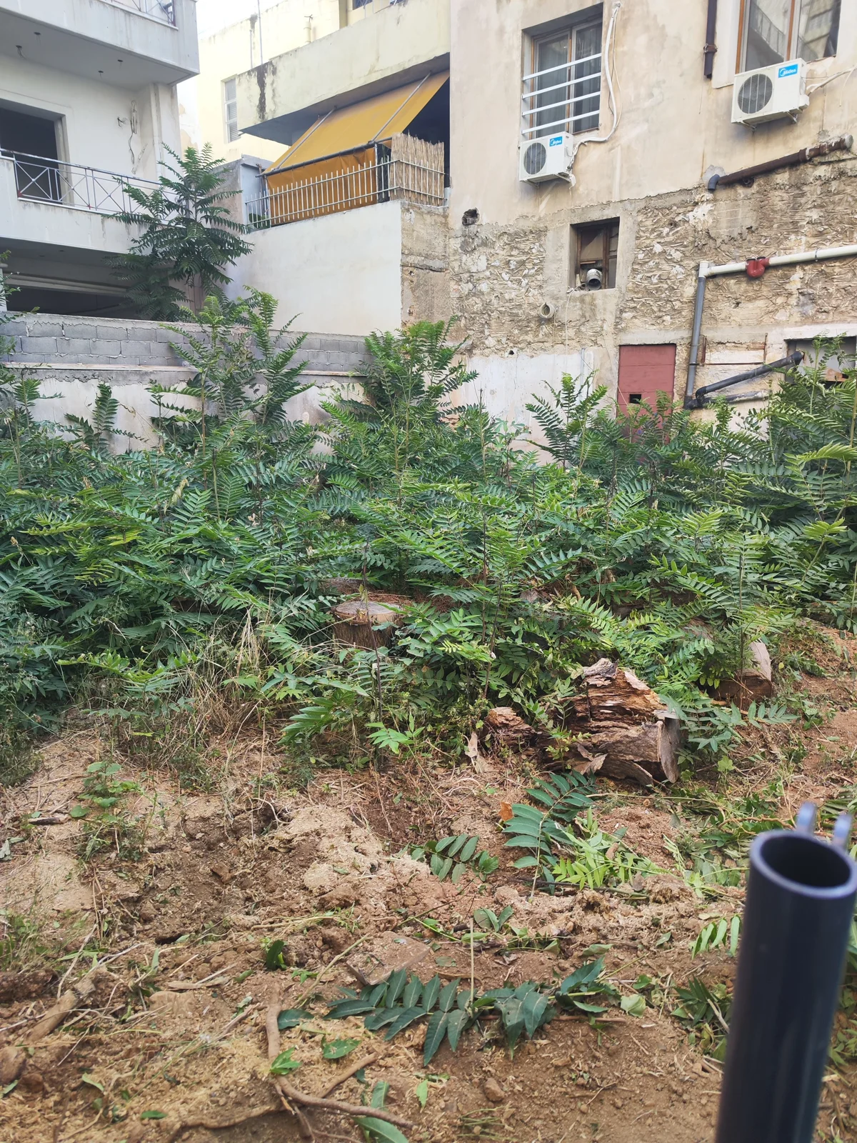 Οικόπεδο με πυκνή βλάστηση πριν τον καθαρισμό